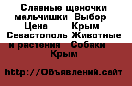 Славные щеночки мальчишки. Выбор › Цена ­ 1 - Крым, Севастополь Животные и растения » Собаки   . Крым